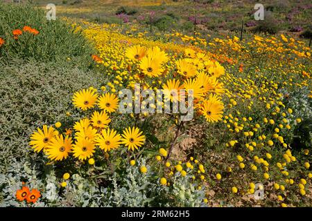 Fleurs sauvages fleuries printanières colorées, Namaqualand, Northern Cape, Afrique du Sud Banque D'Images