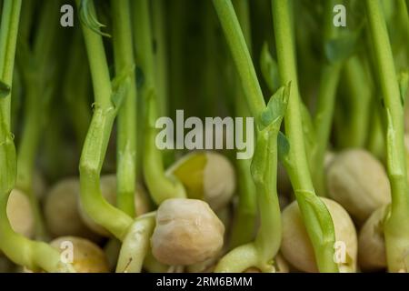 Un grand nombre de germes de pois verts, plants de pois cultivés dans un petit récipient sans terre en hiver pour produire des micro-verdures Banque D'Images