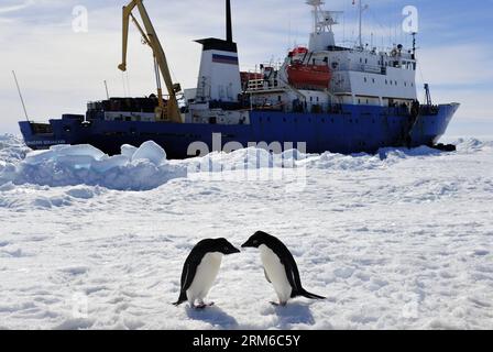 (140102) -- A BORD du XUELONG, 2 janvier 2014 (Xinhua) -- deux pingouins jouent devant le navire russe piégé MV Akademik Shokalskiy au large de l'Antarctique, le 2 janvier 2014. Les passagers à bord de l'Akademik Shokalskiy ont été transférés avec succès par hélicoptère chinois à la surface des glaces près du navire de sauvetage australien Aurora Australis jeudi après que le navire russe se soit coincé dans la glace de mer au large de l'Antarctique. (Xinhua/Zhang Jiansong) (zc) EXPÉDITION CHINE-ANTARCTIQUE-SAUVETAGE DE NAVIRES RUSSES (CN) PUBLICATIONxNOTxINxCHN à bord de XUELONG Jan 2 2014 XINHUA deux pingouins jouent devant le navire russe piégé MV Akademik Banque D'Images