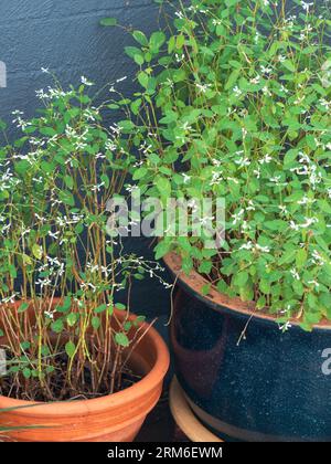 Deux pots de plantes Euphorbia en fleurs, de minuscules fleurs blanches et de jolies feuilles vertes, des plantes en pot Banque D'Images