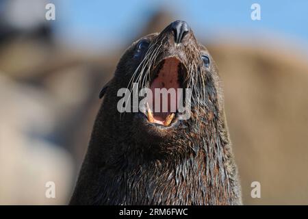 (140111) -- CABO POLONIO, 10 janvier 2014 (Xinhua) -- Une otarie réagit devant le phare de Cabo Polonio, dans le département de Rocha, à 280 km de Montevideo, capitale de l'Uruguay, le 10 janvier 2014. L Uruguay abrite les plus grandes colonies d otaries du monde à certains endroits de ses plages, et est très attrayant pour le tourisme écologique. Il est calculé que la population augmente année après année avec la naissance de plus de 35 000 petits d'otaries. (Xinhua/Nicolas Celaya) (rt) (fnc) URUGUAY-CABO POLONIO-ENVIRONMENT-FAUNA PUBLICATIONxNOTxINxCHN Cabo Polonio Jan 10 2014 XINHUA a Sea Lion Reacts i Banque D'Images