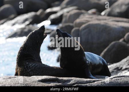 (140111) -- CABO POLONIO, 10 janvier 2014 (Xinhua) -- des lions de mer reposent devant le phare de Cabo Polonio, dans le département de Rocha, à 280 km de Montevideo, capitale de l'Uruguay, le 10 janvier 2014. L Uruguay abrite les plus grandes colonies d otaries du monde à certains endroits de ses plages, et est très attrayant pour le tourisme écologique. Il est calculé que la population augmente année après année avec la naissance de plus de 35 000 petits d'otaries. (Xinhua/Nicolas Celaya) (rt) (fnc) URUGUAY-CABO POLONIO-ENVIRONMENT-FAUNA PUBLICATIONxNOTxINxCHN Cabo Polonio Jan 10 2014 les lions de mer de XINHUA reposent en fron Banque D'Images