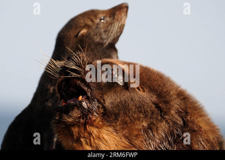 (140111) -- CABO POLONIO, 10 janvier 2014 (Xinhua) -- des lions de mer reposent devant le phare de Cabo Polonio, dans le département de Rocha, à 280 km de Montevideo, capitale de l'Uruguay, le 10 janvier 2014. L Uruguay abrite les plus grandes colonies d otaries du monde à certains endroits de ses plages, et est très attrayant pour le tourisme écologique. Il est calculé que la population augmente année après année avec la naissance de plus de 35 000 petits d'otaries. (Xinhua/Nicolas Celaya) (rt) (fnc) URUGUAY-CABO POLONIO-ENVIRONMENT-FAUNA PUBLICATIONxNOTxINxCHN Cabo Polonio Jan 10 2014 les lions de mer de XINHUA reposent en fron Banque D'Images