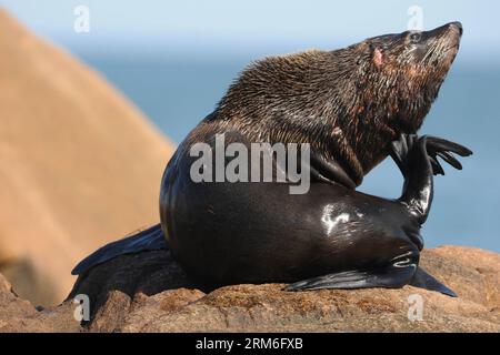 (140111) -- CABO POLONIO, 10 janvier 2014 (Xinhua) -- Une otarie repose devant le phare de Cabo Polonio, dans le département de Rocha, à 280 km de Montevideo, capitale de l'Uruguay, le 10 janvier 2014. L Uruguay abrite les plus grandes colonies d otaries du monde à certains endroits de ses plages, et est très attrayant pour le tourisme écologique. Il est calculé que la population augmente année après année avec la naissance de plus de 35 000 petits d'otaries. (Xinhua/Nicolas Celaya) (rt) (fnc) URUGUAY-CABO POLONIO-ENVIRONMENT-FAUNA PUBLICATIONxNOTxINxCHN Cabo Polonio Jan 10 2014 XINHUA un Lion de mer repose Banque D'Images