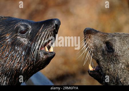 (140111) -- CABO POLONIO, 10 janvier 2014 (Xinhua) -- des lions de mer reposent devant le phare de Cabo Polonio, dans le département de Rocha, à 280 km de Montevideo, capitale de l'Uruguay, le 10 janvier 2014. L Uruguay abrite les plus grandes colonies d otaries du monde à certains endroits de ses plages, et est très attrayant pour le tourisme écologique. Il est calculé que la population augmente année après année avec la naissance de plus de 35 000 petits d'otaries. (Xinhua/Nicolas Celaya) (rt) (fnc) URUGUAY-CABO POLONIO-ENVIRONMENT-FAUNA PUBLICATIONxNOTxINxCHN Cabo Polonio Jan 10 2014 les lions de mer de XINHUA reposent en fron Banque D'Images