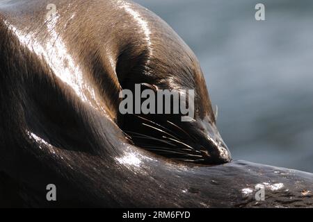 (140111) -- CABO POLONIO, 10 janvier 2014 (Xinhua) -- Une otarie repose devant le phare de Cabo Polonio, dans le département de Rocha, à 280 km de Montevideo, capitale de l'Uruguay, le 10 janvier 2014. L Uruguay abrite les plus grandes colonies d otaries du monde à certains endroits de ses plages, et est très attrayant pour le tourisme écologique. Il est calculé que la population augmente année après année avec la naissance de plus de 35 000 petits d'otaries. (Xinhua/Nicolas Celaya) (rt) (fnc) URUGUAY-CABO POLONIO-ENVIRONMENT-FAUNA PUBLICATIONxNOTxINxCHN Cabo Polonio Jan 10 2014 XINHUA un Lion de mer repose Banque D'Images