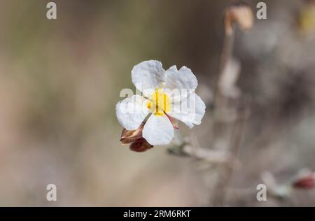 Fleurs d'Helianthemum violaceum. Photo prise à Carabassi Beach, province d'Alicante, Espagne Banque D'Images