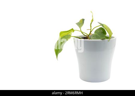 Philodendron brésil a paniqué une feuille de coeur avec une plante de panification verte et jaune dans un pot en céramique blanche Banque D'Images