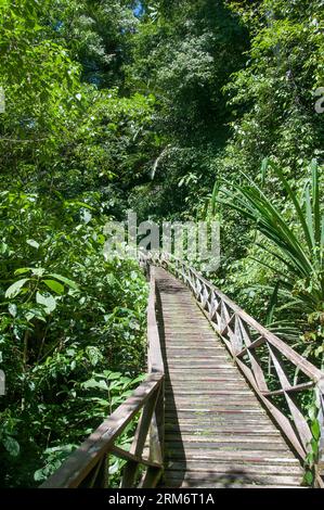 Sentier pédestre à travers le parc national des grottes de Niah, Sarawak, Malaisie Banque D'Images