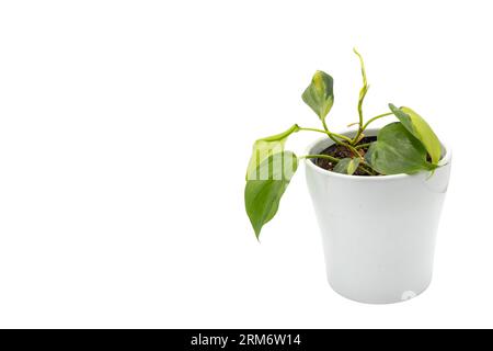 Philodendron Brasil plante exotique d'intérieur dans un pot sur fond isolé blanc Banque D'Images