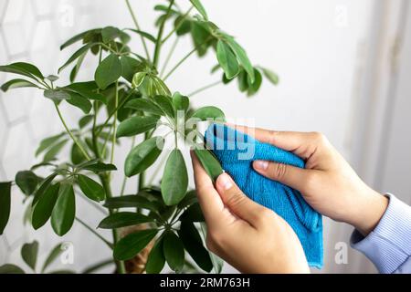 Mains de femmes dans des vêtements bleus, essuyant les feuilles vertes de la fleur de scheffler Banque D'Images