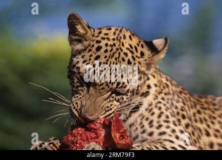 Le léopard d'Afrique (Panthera pardus pardus) est la sous-espèce nominale du léopard, originaire de nombreux pays d'Afrique. Banque D'Images