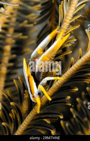 Homard de squat crinoïde de Baba, Allogalathea babai, sur crinoïde, ordre de Comatulida, site de plongée de Melasti, Seraya, Karangasem, Bali, Indonésie Banque D'Images