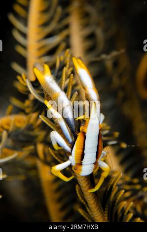 Homard de squat crinoïde de Baba, Allogalathea babai, sur crinoïde, ordre de Comatulida, site de plongée de Melasti, Seraya, Karangasem, Bali, Indonésie Banque D'Images