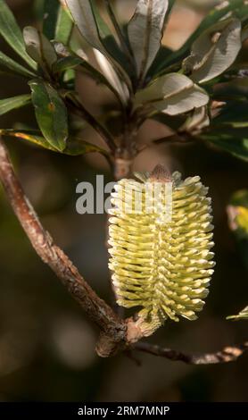 Unique nouvelle fleur blanche crémeuse de l'arbre australien Banksia integrifolia, côte banksia, dans le jardin du Queensland en hiver. Surroundind par des feuilles vertes. Banque D'Images