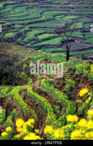 WUYUAN, 11 mars 2014 (Xinhua) -- la photo prise le 11 mars 2014 montre le paysage de fleurs de cole dans le village de Huangling de la ville de Jiangwan dans le comté de Wuyuan, province de Jiangxi dans l'est de la Chine. Les champs de fleurs de cole font de Wuyuan la réputation du plus beau village au printemps. (Xinhua/Shi Guangde) (lfj) CHINA-JIANGXI-WUYUAN-COLE FLOWER FLOWERS (CN) PUBLICATIONxNOTxINxCHN Wuyuan Mars 11 2014 XINHUA photo prise LE 11 2014 mars montre le paysage des fleurs de Cole dans le village de Huang Ling de Jiangwan Town dans le comté de Wuyuan East China S Jiangxi province de Jiangxi les champs de Jiangxi Banque D'Images