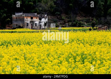 WUYUAN, 11 mars 2014 (Xinhua) -- la photo prise le 11 mars 2014 montre le paysage de fleurs de cole dans le village de Huangling de la ville de Jiangwan dans le comté de Wuyuan, province de Jiangxi dans l'est de la Chine. Les champs de fleurs de cole font de Wuyuan la réputation du plus beau village au printemps. (Xinhua/Shi Guangde) (lfj) CHINA-JIANGXI-WUYUAN-COLE FLOWER FLOWERS (CN) PUBLICATIONxNOTxINxCHN Wuyuan Mars 11 2014 XINHUA photo prise LE 11 2014 mars montre le paysage des fleurs de Cole dans le village de Huang Ling de Jiangwan Town dans le comté de Wuyuan East China S Jiangxi province de Jiangxi les champs de Jiangxi Banque D'Images