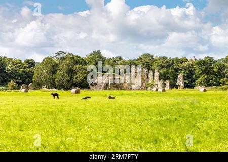 Jeunes veaux dans un champ avec les ruines de l'abbaye médiévale de Waverley près de Farnham, Surrey, Angleterre Banque D'Images