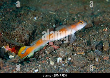 Flagtail Shrimpgoby, Amblyeleotris yanoi, par trou dans le sable, site de plongée pong pong, Seraya, Karangasem, Bali, Indonésie Banque D'Images