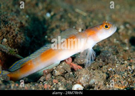 Flagtail Shrimpgoby, Amblyeleotris yanoi, par trou dans le sable, site de plongée pong pong, Seraya, Karangasem, Bali, Indonésie Banque D'Images