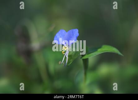 Bleu asiatique, Commelina communis Banque D'Images