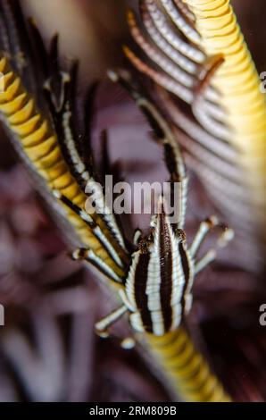 Homard squat rayé, Allogalathea elegans, sur crinoïde, ordre Comatulida, plongée de nuit, site de plongée Scuba Seraya House Reef, Seraya, Karangasem, Bali, in Banque D'Images