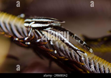 Homard squat rayé, Allogalathea elegans, sur crinoïde, ordre Comatulida, plongée de nuit, site de plongée Scuba Seraya House Reef, Seraya, Karangasem, Bali, in Banque D'Images