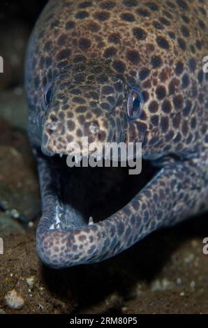 Moray juvénile à pois noirs, Gymnothorax favagineus, avec bouche ouverte montrant les dents, plongée de nuit, site de plongée Scuba Seraya House Reef, Seraya, Karangasem, Banque D'Images