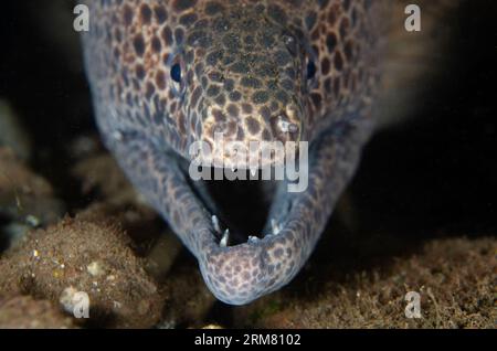 Moray juvénile à pois noirs, Gymnothorax favagineus, avec bouche ouverte montrant les dents, plongée de nuit, site de plongée Scuba Seraya House Reef, Seraya, Karangasem, Banque D'Images