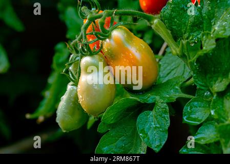 Tomates San marzano après la pluie. Gouttes d'eau sur les tomates. Banque D'Images