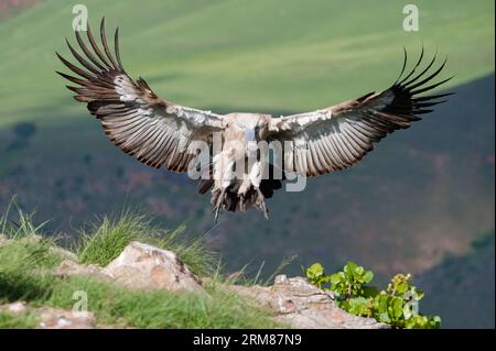 Cap vautour / Cap griffon dans les hautes montagnes Banque D'Images