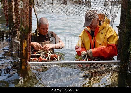 Les pêcheurs en échassiers se tiennent dans l'eau jusqu'à leur taille pour attraper des anchois de la manière traditionnelle Banque D'Images