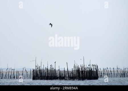 Déversoir dans l'Oosterschelde où les pêcheurs de déversoir pêchent des anchois de manière traditionnelle Banque D'Images