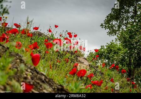 Une vue panoramique de fleurs de coquelicot rouge sur une colline verte par une journée nuageuse Banque D'Images