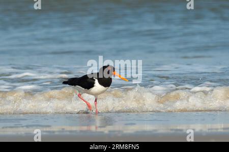 Wangerooge, Allemagne. 14 avril 2023. 14.04.2023, Wangerooge. Un huissier (Haematopus ostralegus) se promène le long de la plage de l'île de Wangerooge, frise orientale, au spuelsaum de la mer du Nord. Crédit : Wolfram Steinberg/dpa crédit : Wolfram Steinberg/dpa/Alamy Live News Banque D'Images