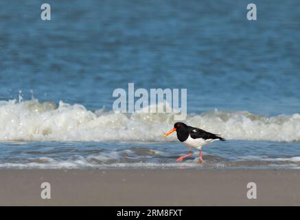 Wangerooge, Allemagne. 14 avril 2023. 14.04.2023, Wangerooge. Un huissier (Haematopus ostralegus) se promène le long de la plage de l'île de Wangerooge, frise orientale, au spuelsaum de la mer du Nord. Crédit : Wolfram Steinberg/dpa crédit : Wolfram Steinberg/dpa/Alamy Live News Banque D'Images
