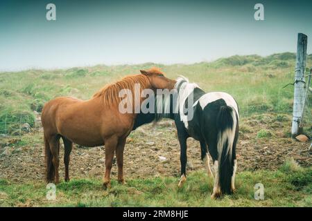 Deux chevaux vivent et montrent de l'affection l'un pour l'autre dans des pâturages brumeux en Islande Banque D'Images