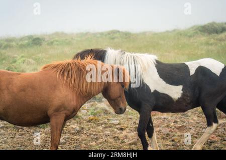 Deux chevaux vivent et montrent de l'affection l'un pour l'autre dans des pâturages brumeux en Islande Banque D'Images