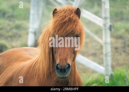Portrait de jeune cheval brun debout dans une étable sur un champ de pâturage Banque D'Images