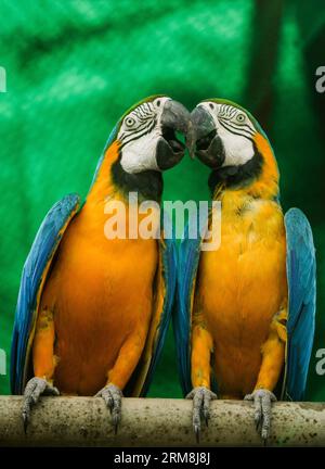 (140416) -- NEW DELHI, 16 avril 2014 (Xinhua) -- deux aras bleu et jaune sont observés dans le parc zoologique national de l'Inde à New Delhi, capitale de l'Inde, le 16 avril 2014. (Xinhua/Zheng Huansong) INDIA-NEW DELHI-MACAWS PUBLICATIONxNOTxINxCHN New Delhi avril 16 2014 XINHUA deux Macaws bleus et jaunes sont des lacs AU Parc zoologique national de l'Inde à New Delhi capitale de l'Inde avril 16 2014 XINHUA Zheng Huansong Inde New Delhi Macaws PUBLICATIONxNOTxINxCHN Banque D'Images