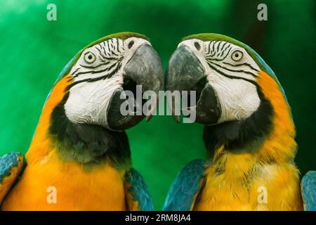 (140416) -- NEW DELHI, 16 avril 2014 (Xinhua) -- deux aras bleu et jaune sont observés dans le parc zoologique national de l'Inde à New Delhi, capitale de l'Inde, le 16 avril 2014. (Xinhua/Zheng Huansong) INDIA-NEW DELHI-MACAWS PUBLICATIONxNOTxINxCHN New Delhi avril 16 2014 XINHUA deux Macaws bleus et jaunes sont des lacs AU Parc zoologique national de l'Inde à New Delhi capitale de l'Inde avril 16 2014 XINHUA Zheng Huansong Inde New Delhi Macaws PUBLICATIONxNOTxINxCHN Banque D'Images