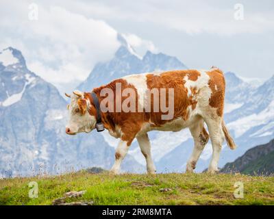 Vache suisse brune et blanche avec un clocher paissant dans un pâturage alpin dans les Alpes suisses Banque D'Images