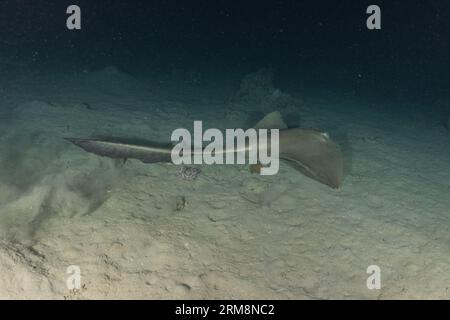 Aigle raie plongée Aetobatus ocellatus dans la mer Rouge Eilat Israël Banque D'Images