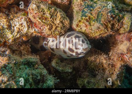 Tiger Snake anguille dans la mer Rouge et de belles couleurs, Eilat, Israël Banque D'Images
