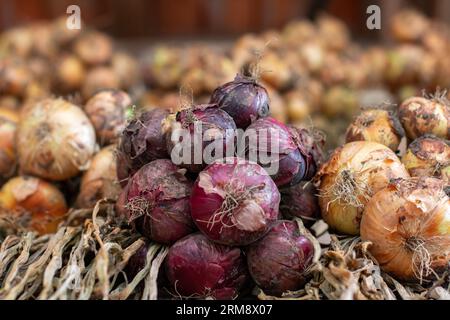 Paquets de beaux et sains oignons rouges et bruns fraîchement récoltés maison Banque D'Images