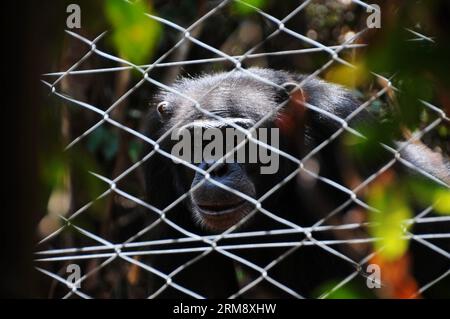 FREETOWN, 28 avril 2014 (Xinhua) -- Un chimpanzé regarde des touristes de l'intérieur du grillage métallique dans le sanctuaire de chimpanzés de Tacugama en Sierra Leone, le 28 avril 2014. Situé à proximité de Freetown, la capitale de la Sierra Leone, le sanctuaire des chimpanzés de Tacugama couvre 0,4 kilomètres carrés des 176,88 kilomètres carrés de la réserve forestière de la péninsule de la région occidentale. Fondée par Bala Amarasekaran en 1995, Tacugama s'occupe aujourd'hui de plus de 100 chimpanzés sous le travail de près de 30 membres du personnel dans plusieurs enclos forestiers. (Xinhua/Lin Xiaowei) SIERRA LEONE-CHIMPANZÉ-SANCTUAIRE PUBLICATIONxNOTxINxCHN Freetown avril Banque D'Images