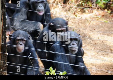 FREETOWN, 28 avril 2014 (Xinhua) -- les chimpanzés attendent de la nourriture dans le sanctuaire de chimpanzés de Tacugama en Sierra Leone, le 28 avril 2014. Situé à proximité de Freetown, la capitale de la Sierra Leone, le sanctuaire des chimpanzés de Tacugama couvre 0,4 kilomètres carrés des 176,88 kilomètres carrés de la réserve forestière de la péninsule de la région occidentale. Fondée par Bala Amarasekaran en 1995, Tacugama s'occupe aujourd'hui de plus de 100 chimpanzés sous le travail de près de 30 membres du personnel dans plusieurs enclos forestiers. (Xinhua/Lin Xiaowei) SIERRA LEONE-CHIMPANZÉ-SANCTUAIRE PUBLICATIONxNOTxINxCHN Freetown avril 28 2014 les chimpanzés XINHUA attendent F Banque D'Images