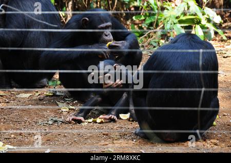 FREETOWN, 28 avril 2014 (Xinhua) -- Un bébé chimpanzé mange des oranges dans le sanctuaire de chimpanzés de Tacugama en Sierra Leone, le 28 avril 2014. Situé à proximité de Freetown, la capitale de la Sierra Leone, le sanctuaire des chimpanzés de Tacugama couvre 0,4 kilomètres carrés des 176,88 kilomètres carrés de la réserve forestière de la péninsule de la région occidentale. Fondée par Bala Amarasekaran en 1995, Tacugama s'occupe aujourd'hui de plus de 100 chimpanzés sous le travail de près de 30 membres du personnel dans plusieurs enclos forestiers. (Xinhua/Lin Xiaowei) SIERRA LEONE-CHIMPANZÉ-SANCTUAIRE PUBLICATIONxNOTxINxCHN Freetown avril 28 2014 XINHUA a Baby chimpanz Banque D'Images