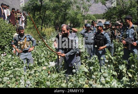 (140429) -- KUNAR, 29 avril 2014 (Xinhua) -- des policiers afghans détruisent un champ de pavot dans la province orientale de Kunar, en Afghanistan, le 29 avril 2014. (Xinhua/Amran) AFGHANISTAN-KUNAR-DESTRUCTION DU PAVOT PUBLICATIONxNOTxINxCHN Kunar avril 29 2014 des policiers afghans XINHUA détruisent un champ de pavot dans la province orientale de Kunar en Afghanistan LE 29 2014 avril XINHUA Amran Afghanistan Kunar destruction du pavot PUBLICATIONxNOTxINxCHN Banque D'Images