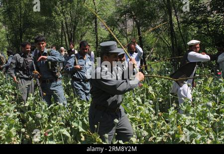 (140429) -- KUNAR, 29 avril 2014 (Xinhua) -- des policiers afghans détruisent un champ de pavot dans la province orientale de Kunar, en Afghanistan, le 29 avril 2014. (Xinhua/Amran) AFGHANISTAN-KUNAR-DESTRUCTION DU PAVOT PUBLICATIONxNOTxINxCHN Kunar avril 29 2014 des policiers afghans XINHUA détruisent un champ de pavot dans la province orientale de Kunar en Afghanistan LE 29 2014 avril XINHUA Amran Afghanistan Kunar destruction du pavot PUBLICATIONxNOTxINxCHN Banque D'Images